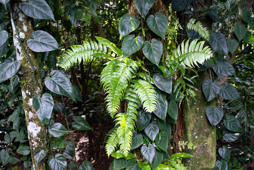 Parque Tropical Gardens