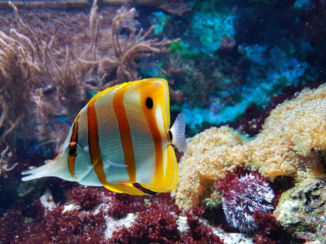 Poema del Mar Aquarium